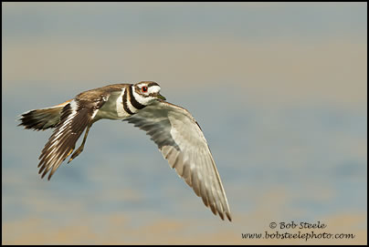 Killdeer (Charadrius vociferus)