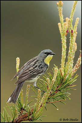 Kirtland's Warbler (Dendroica kirtlandii)