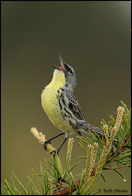 Kirtland's Warbler (Dendroica kirtlandii)