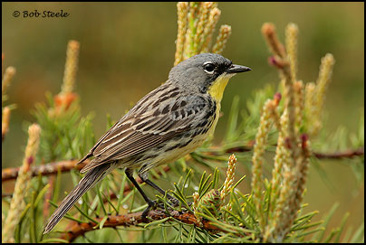 Kirtland's Warbler (Dendroica kirtlandii)