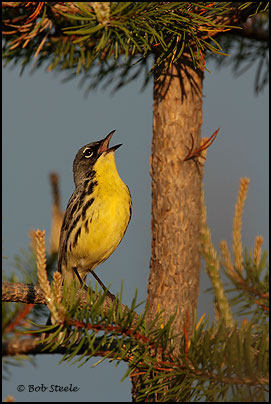 Kirtland's Warbler (Dendroica kirtlandii)