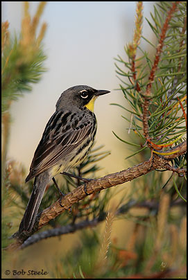 Kirtland's Warbler (Dendroica kirtlandii)
