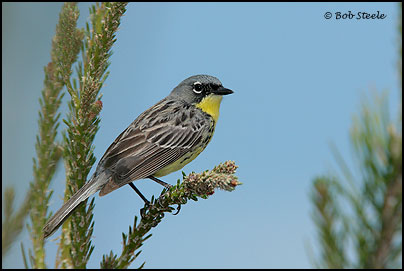 Kirtland's Warbler (Dendroica kirtlandii)