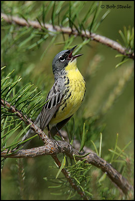 Kirtland's Warbler (Dendroica kirtlandii)