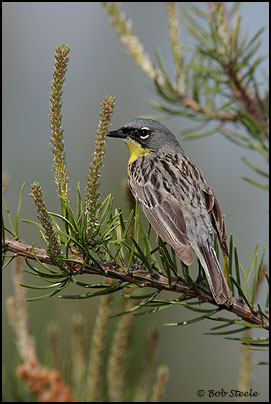 Kirtland's Warbler (Dendroica kirtlandii)
