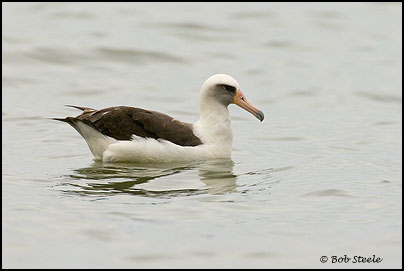 Laysan Albatross (Phoebastria immutabilis)