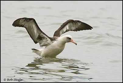Laysan Albatross (Phoebastria immutabilis)