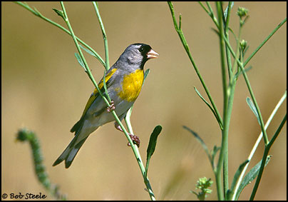 Lawrence's Goldfinch (Carduelis lawrencei)