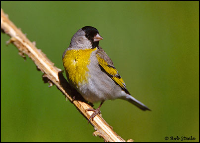 Lawrence's Goldfinch (Carduelis lawrencei)