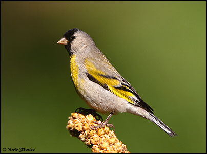 Lawrence's Goldfinch (Carduelis lawrencei)