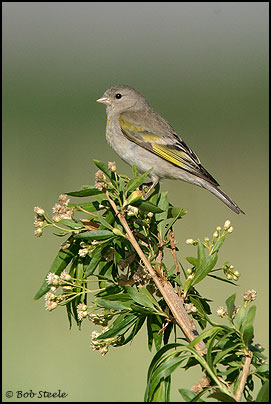 Lawrence's Goldfinch (Carduelis lawrencei)