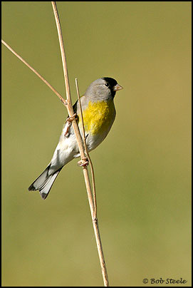 Lawrence's Goldfinch (Carduelis lawrencei)