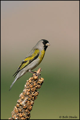 Lawrence's Goldfinch (Carduelis lawrencei)