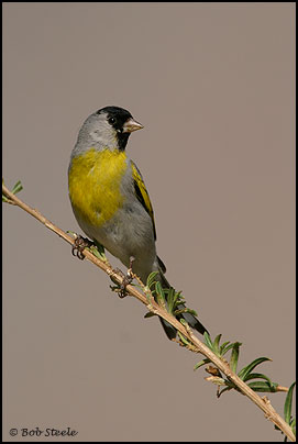 Lawrence's Goldfinch (Carduelis lawrencei)