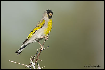 Lawrence's Goldfinch (Carduelis lawrencei)