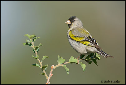 Lawrence's Goldfinch (Carduelis lawrencei)