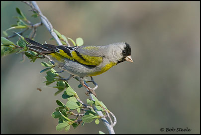 Lawrence's Goldfinch (Carduelis lawrencei)