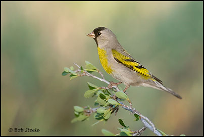 Lawrence's Goldfinch (Carduelis lawrencei)