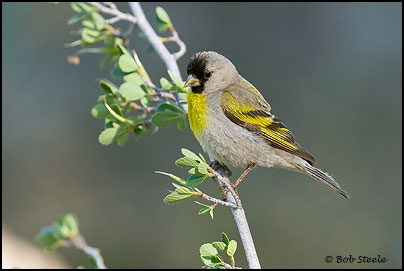 Lawrence's Goldfinch (Carduelis lawrencei)