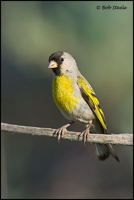 Lawrence's Goldfinch (Carduelis lawrencei)