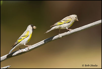 Lawrence's Goldfinch (Carduelis lawrencei)