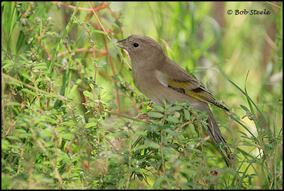Lawrence's Goldfinch (Carduelis lawrencei)