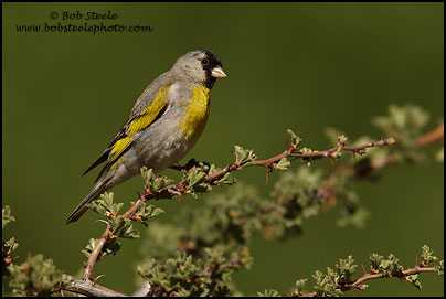 Lawrence's Goldfinch (Carduelis lawrencei)