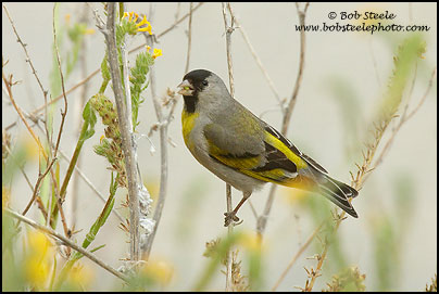 Lawrence's Goldfinch (Carduelis lawrencei)