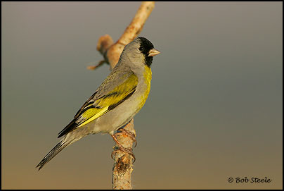 Lawrence's Goldfinch (Carduelis lawrencei)