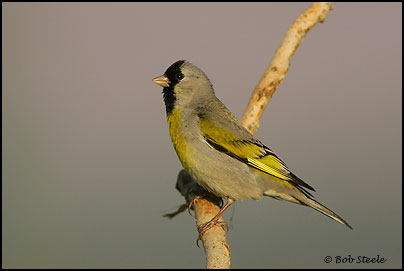 Lawrence's Goldfinch (Carduelis lawrencei)
