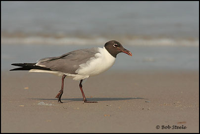 Laughing Gull (Larus atricilla)