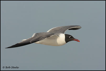 Laughing Gull (Larus atricilla)