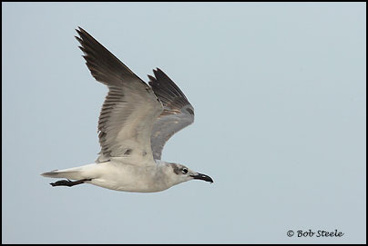 Laughing Gull (Larus atricilla)