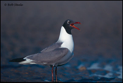 Laughing Gull (Larus atricilla)