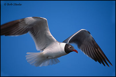Laughing Gull (Larus atricilla)