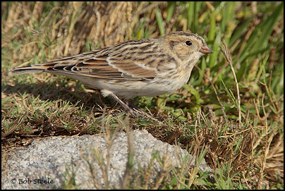 Lapland Longspur (Calcarius lapponicus)