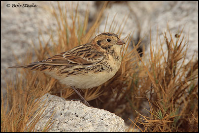 Lapland Longspur (Calcarius lapponicus)