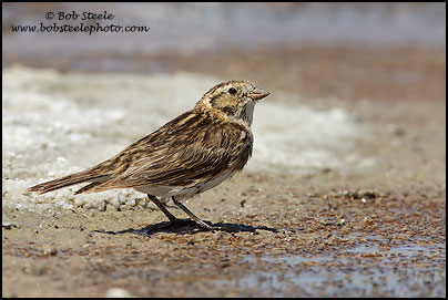 Lapland Longspur (Calcarius lapponicus)