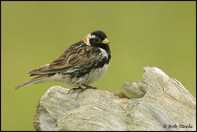 Lapland Longspur (Calcarius lapponicus)