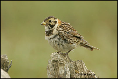 Lapland Longspur (Calcarius lapponicus)