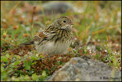 Lapland Longspur (Calcarius lapponicus)