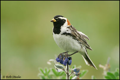 Lapland Longspur (Calcarius lapponicus)