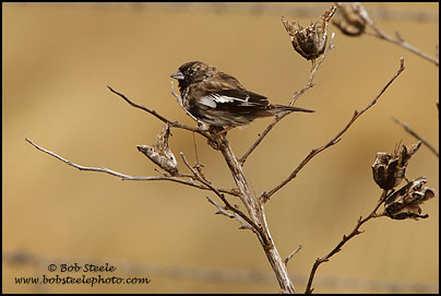 Lark Bunting (Calamospiza melanocorys)