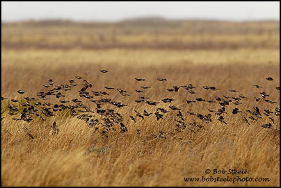 Lark Bunting (Calamospiza melanocorys)