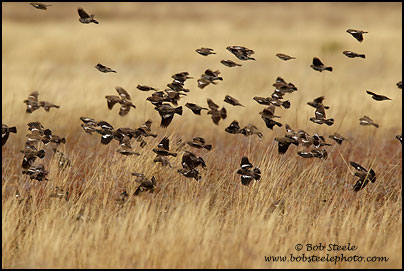 Lark Bunting (Calamospiza melanocorys)