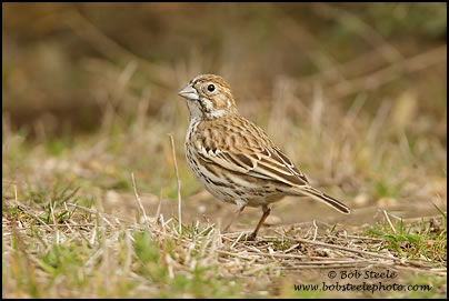 Lark Bunting (Calamospiza melanocorys)