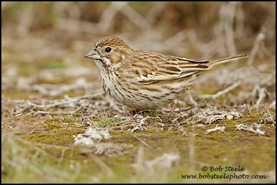 Lark Bunting (Calamospiza melanocorys)