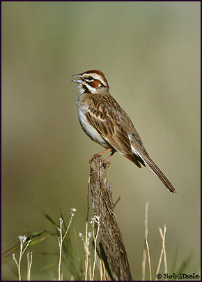 Lark Sparrow (Chondestes grammacus)