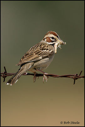 Lark Sparrow (Chondestes grammacus)