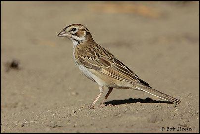 Lark Sparrow (Chondestes grammacus)